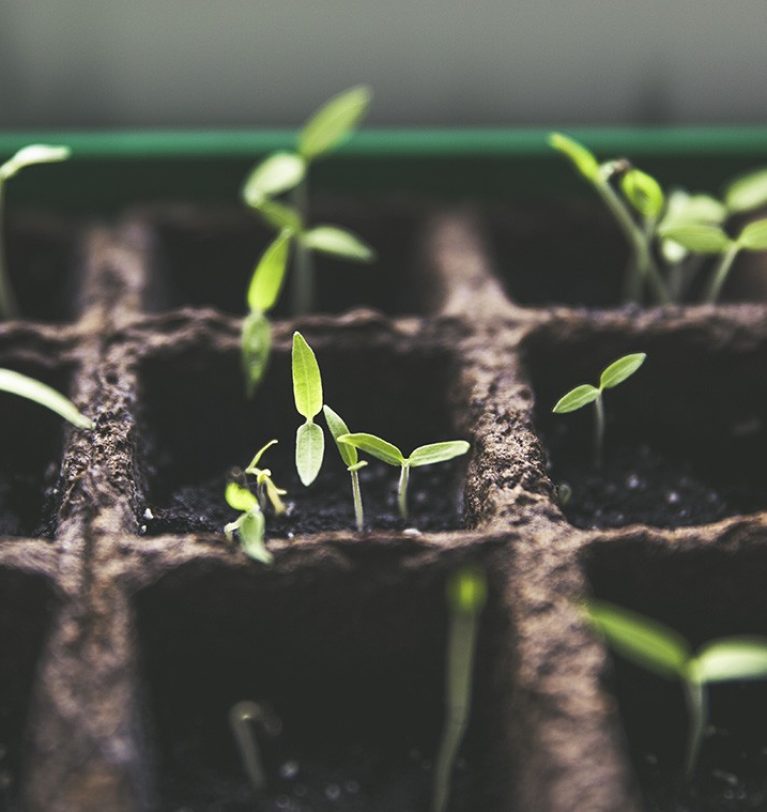 Propagation 101: A Beginner’s Guide to Starting Seeds